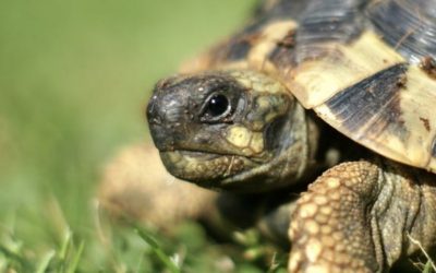 Schildkröten können dir mehr über den Weg erzählen als Hasen