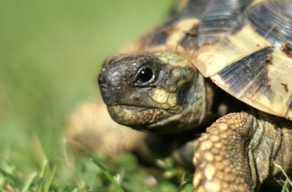 Schildkröten können dir mehr über den Weg erzählen als Hasen